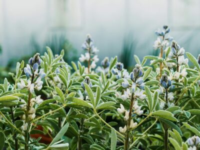 Copertina di Permacultura, non solo agricoltura: lentezza, diversità e resilienza per stare meglio con se stessi e con gli altri