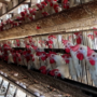 Copertina di La Svezia abolisce le galline in gabbia mentre l’aviaria minaccia gli allevamenti intensivi